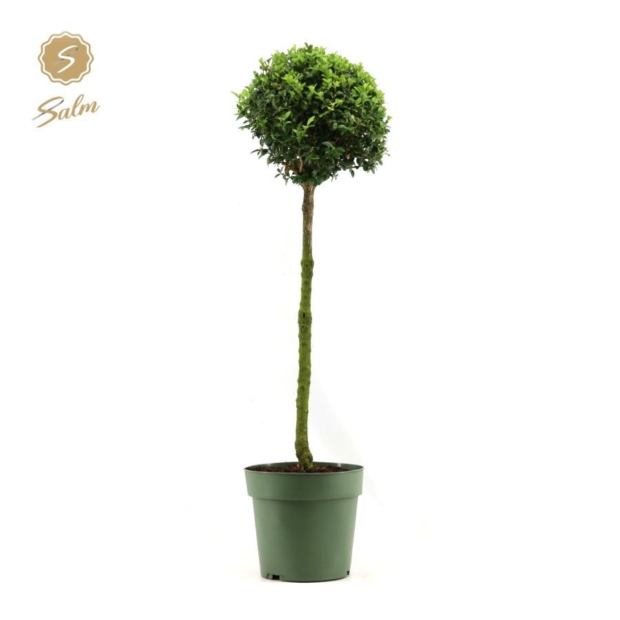 Buxus semp. Mono-Ball on Stem P23, D 23