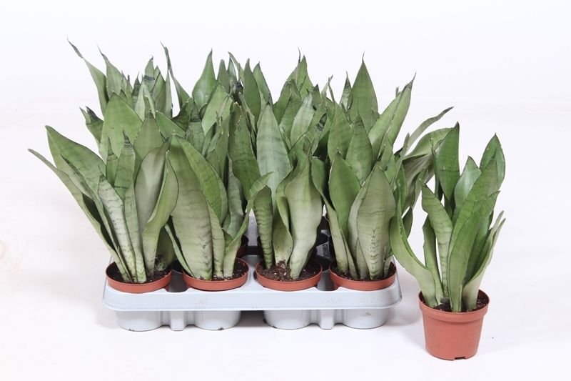 Sansevieria Moonshine, D 9