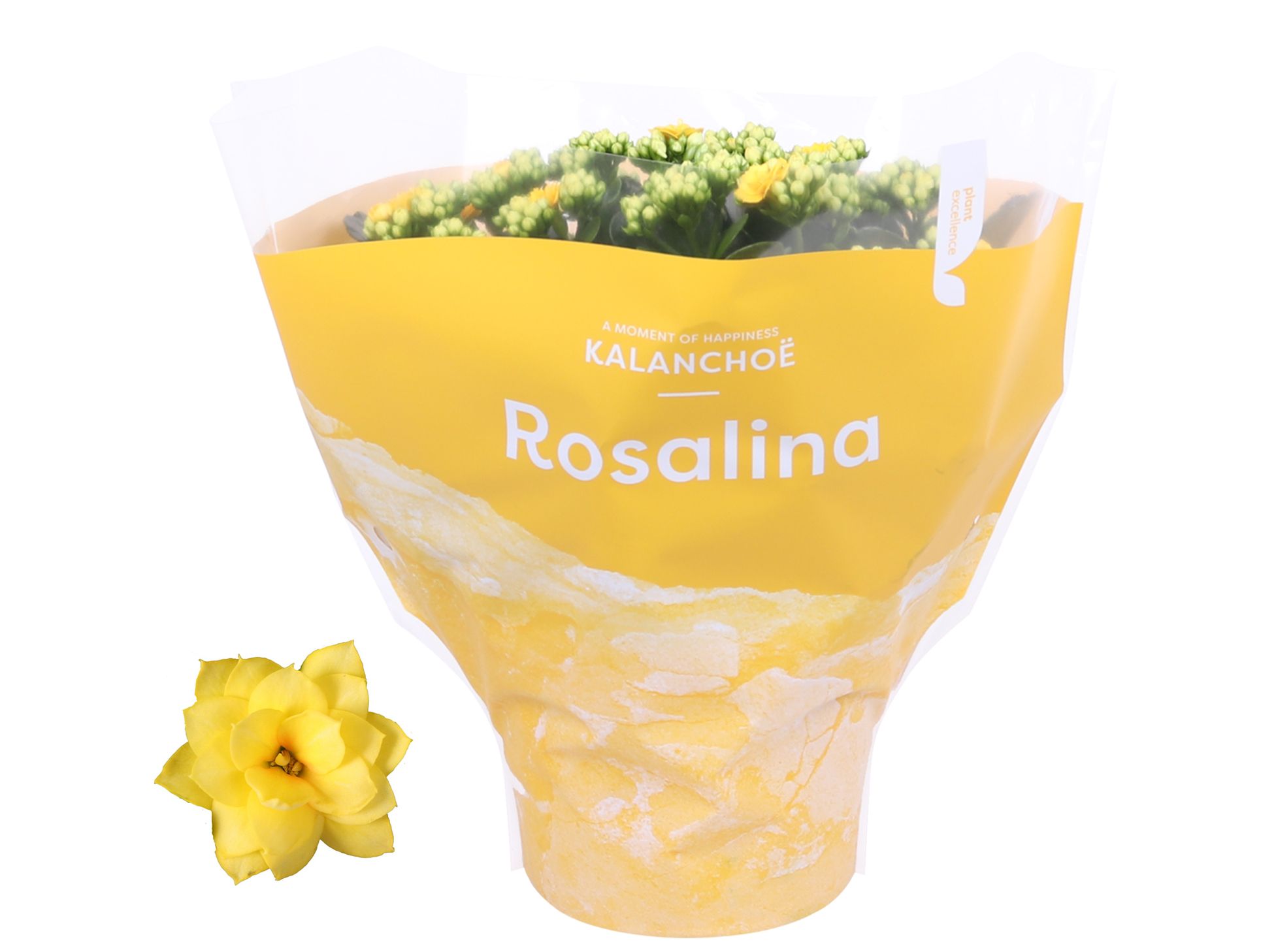 Kalanchoe Rosalina 15cm TST Don Amarillo, Gele hoes, D 15