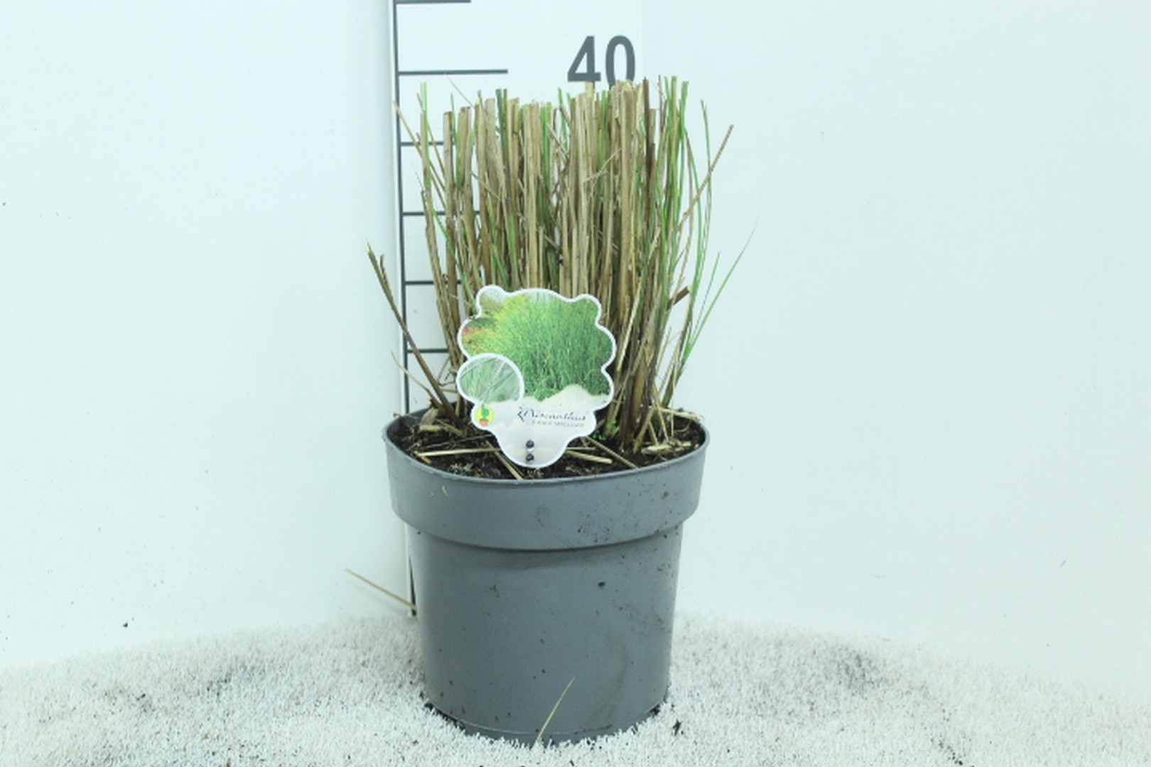 Miscanthus sinensis 'Gracillimus' P23, D 23