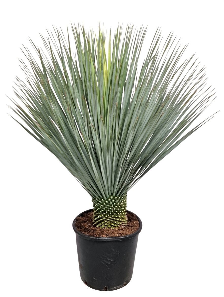 Yucca Rostrata, D 28