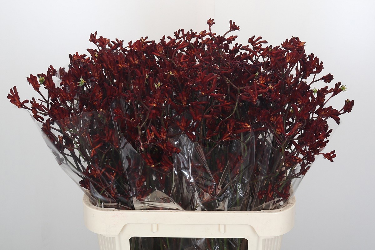 Анигозантус Баш Руби 80, шт.