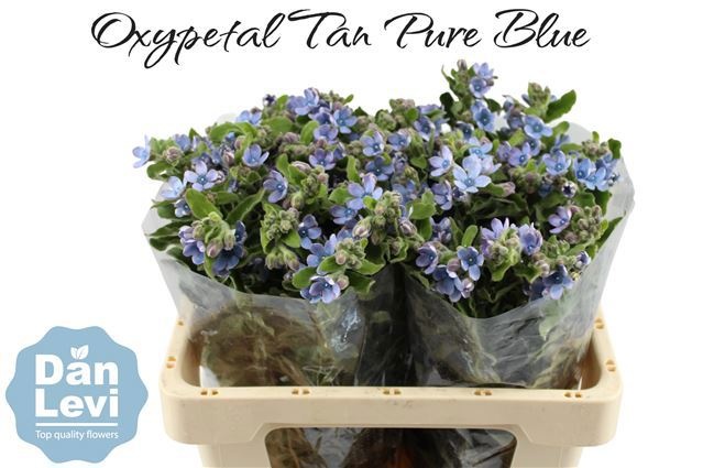 Оксипеталум Таниока Пьюр Блю 55 (голуб.), шт.