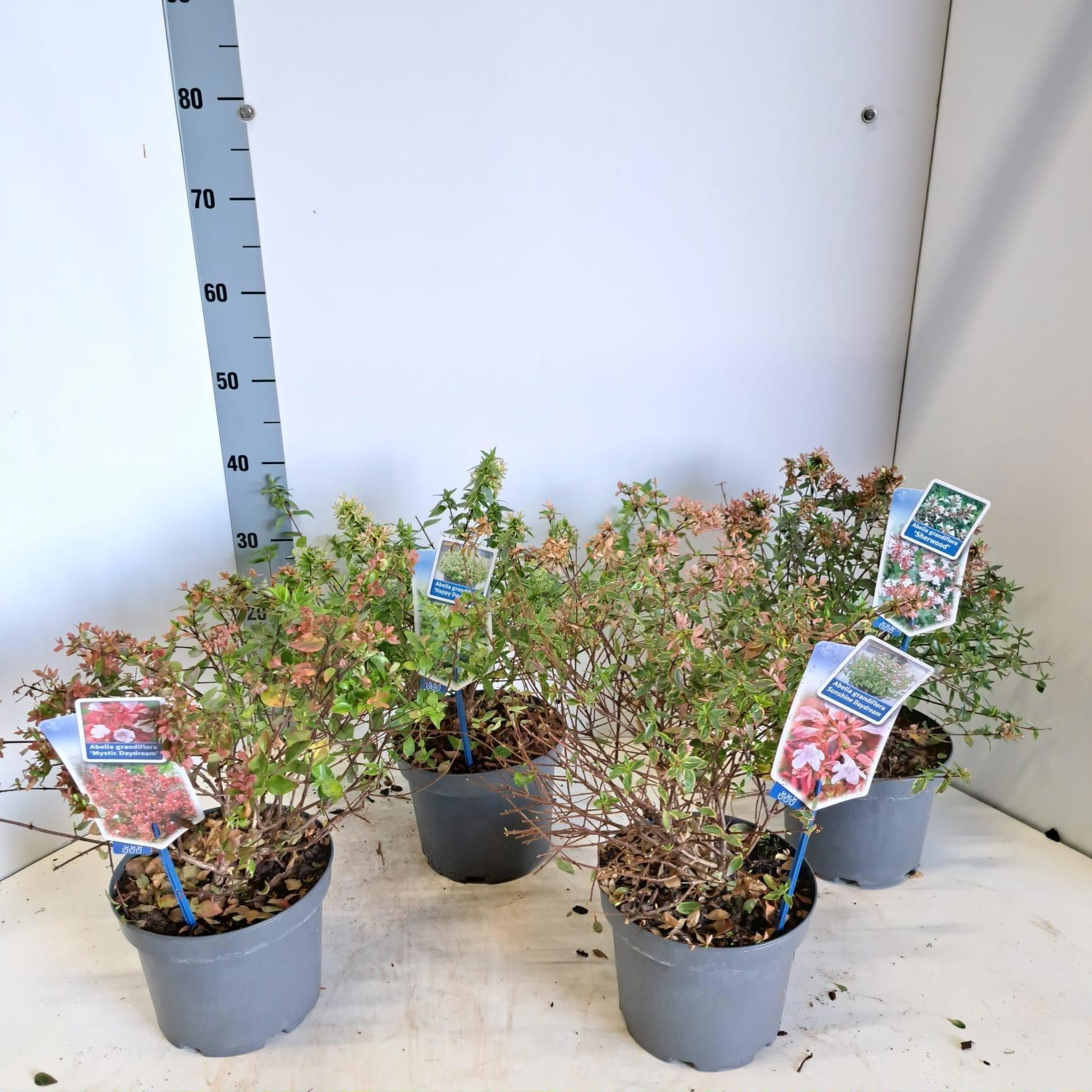 Abelia mix (minimum order one layer), D 19