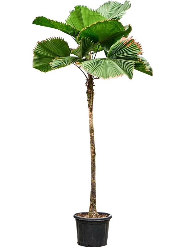 Licuala grandis, D 48