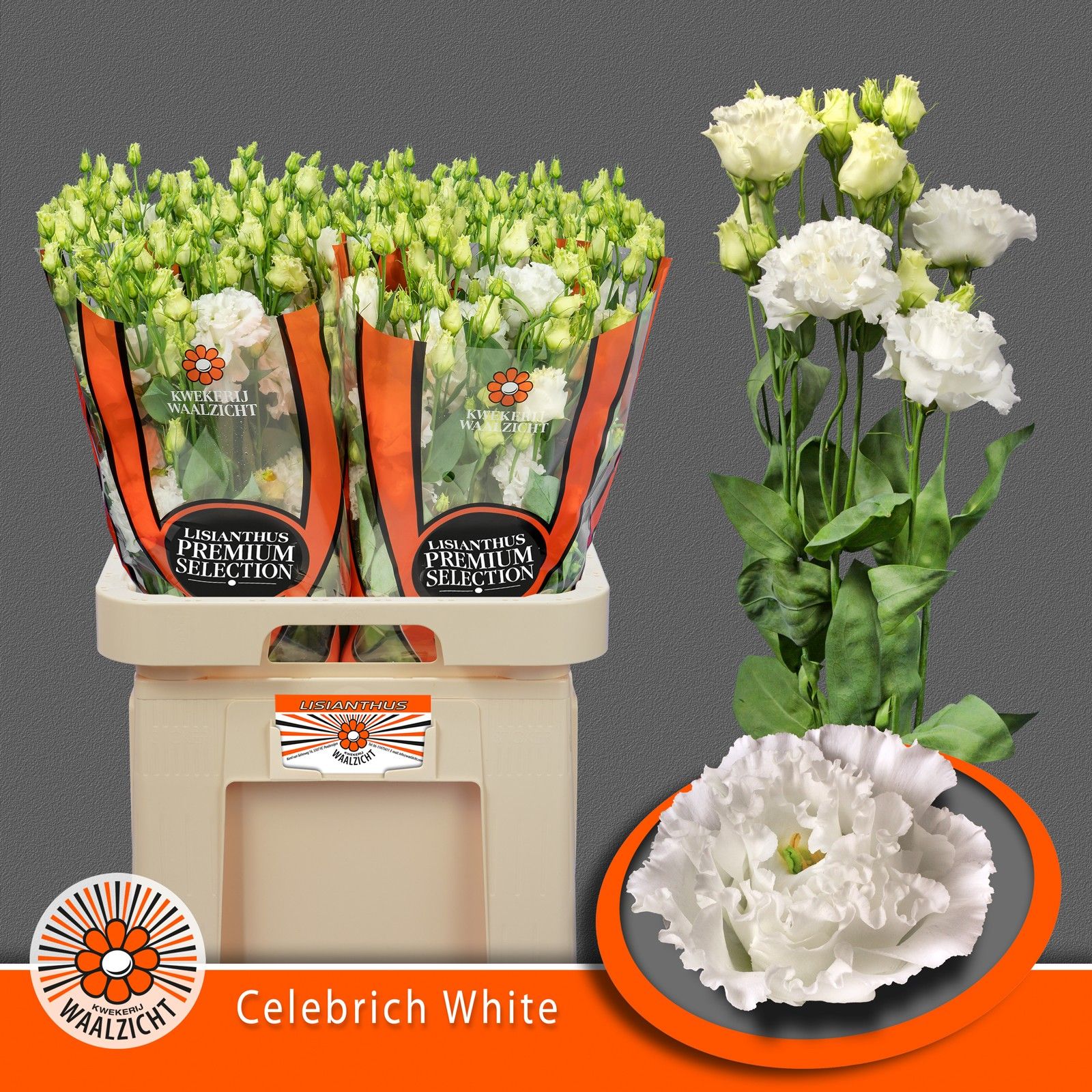 Эустома Селебрик Вайт 70 (бел.), шт.