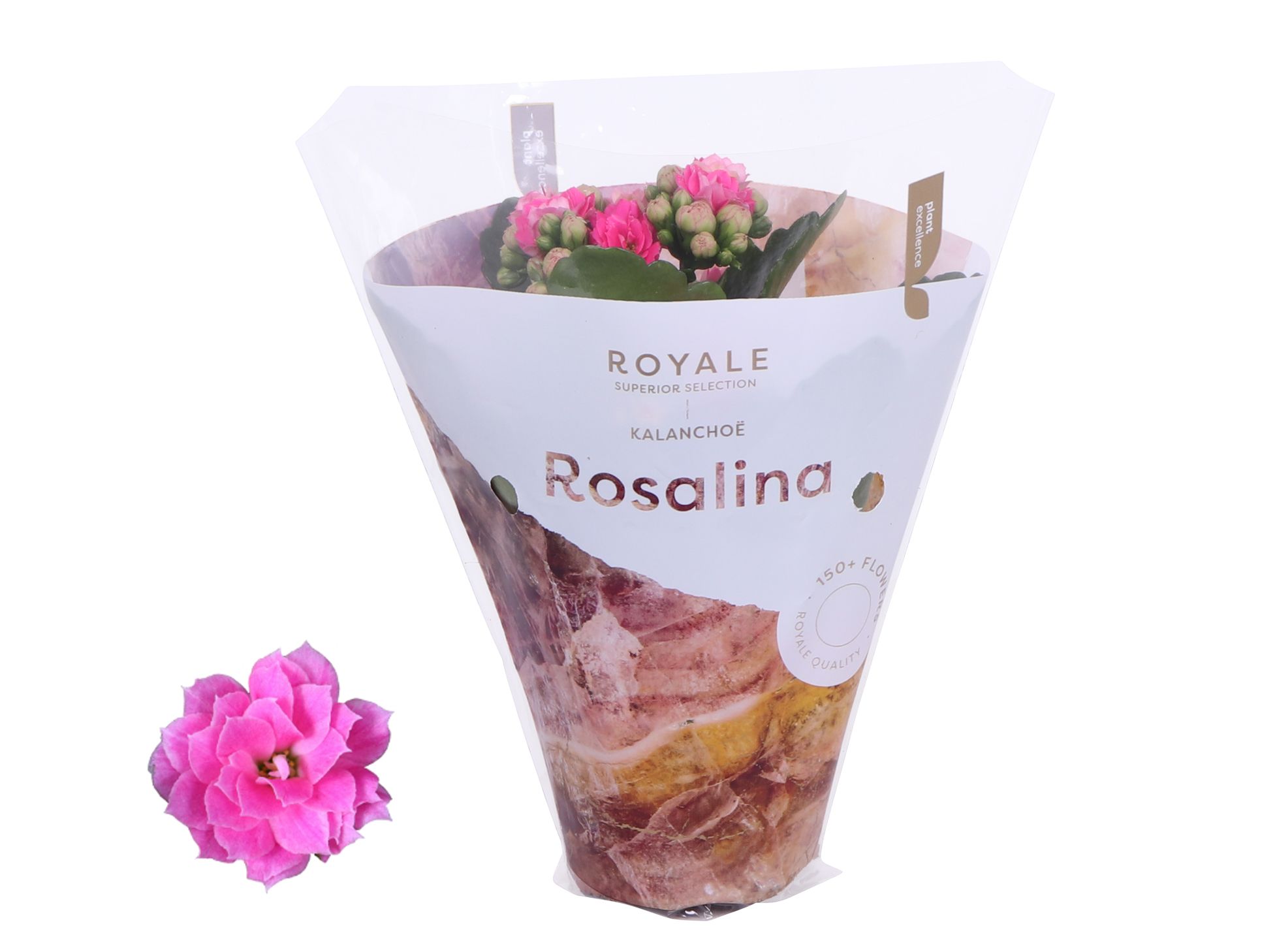 Kalanchoe Rosalina 07cm Royale Nando roze, D 7