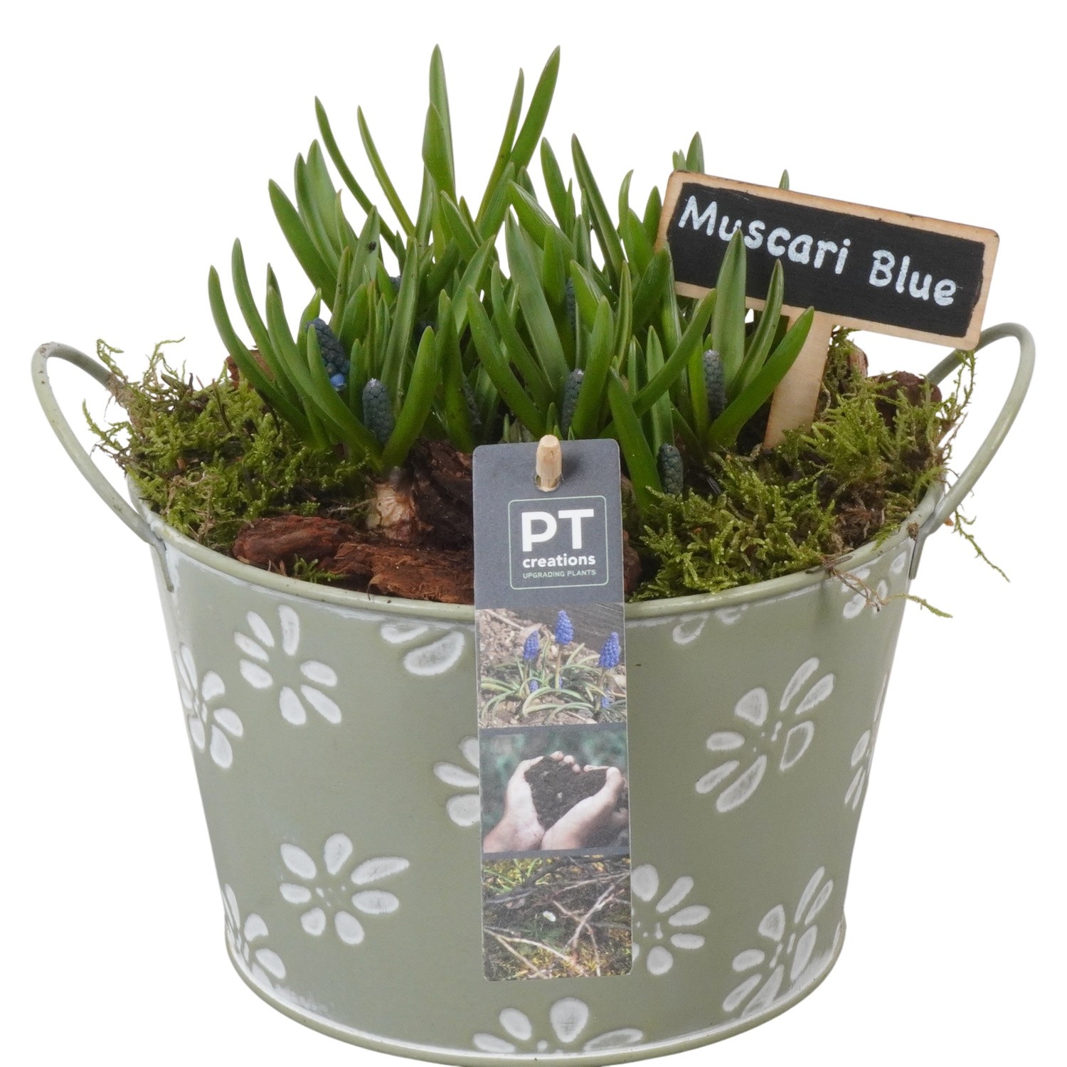 PTMB6159 Arrangement Muscari Blue in zink pot, D 18