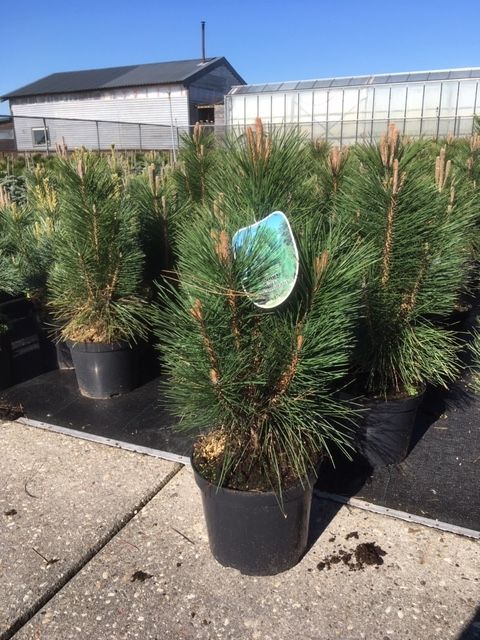 Pinus nigra pyramidalis, D 26 cm