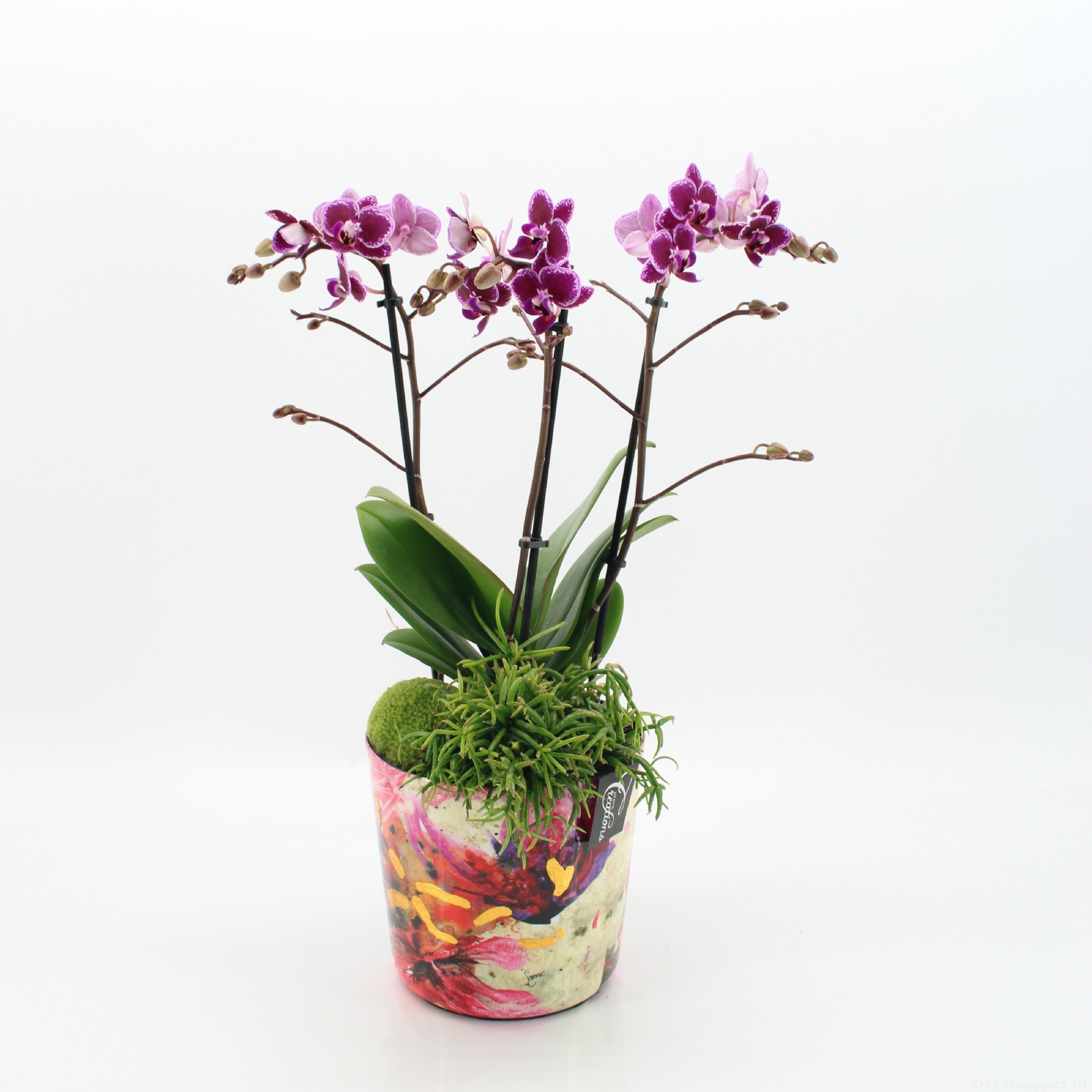LICR-2605RZ Limited Edition Phalaenopsis, D 17