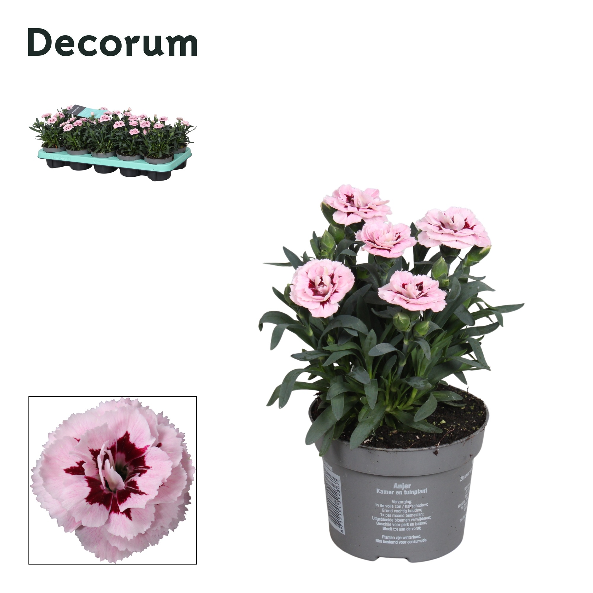 Dianthus - 10,5 cm - Oscar Purple Star - Decorum, D 10,5