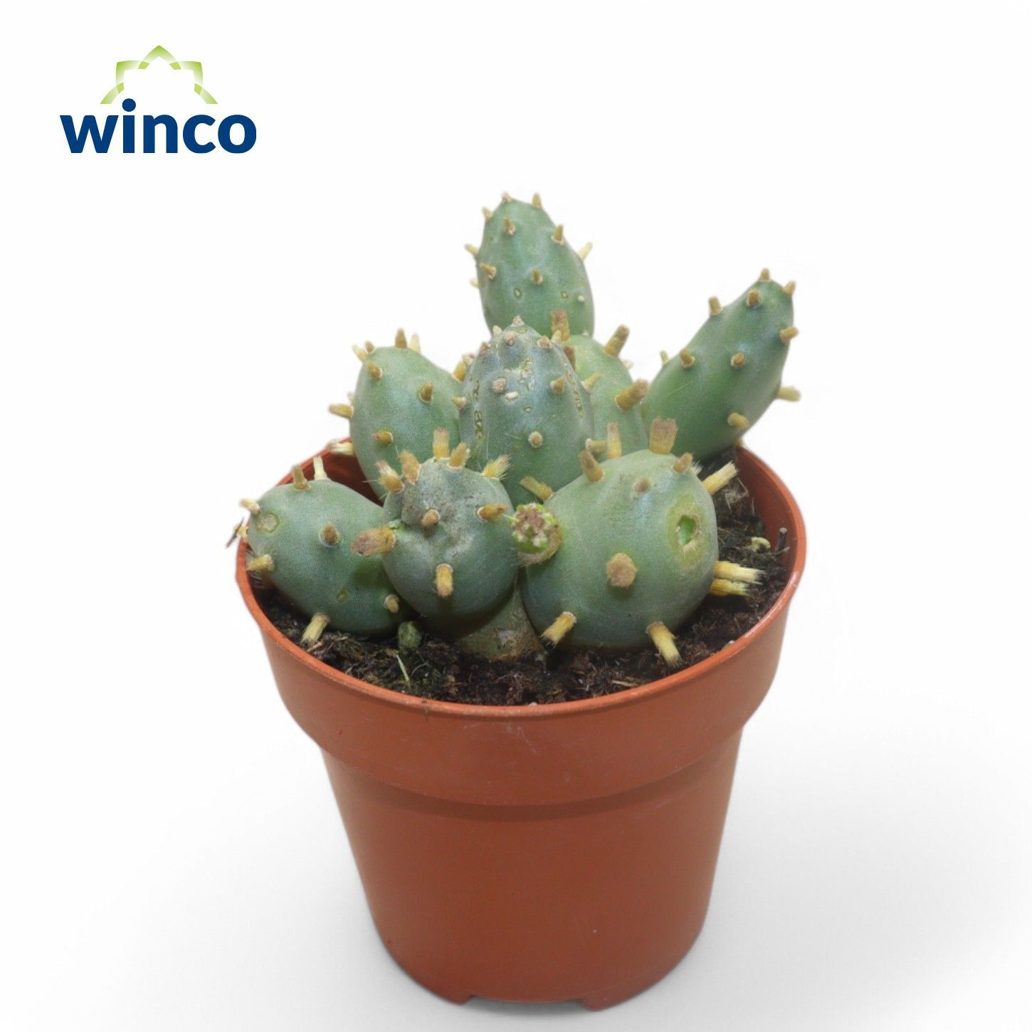 Tephrocactus Rossianus, D 8,5