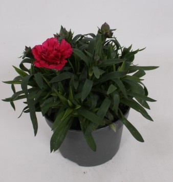Dianthus Oscar Purple, D 10,5