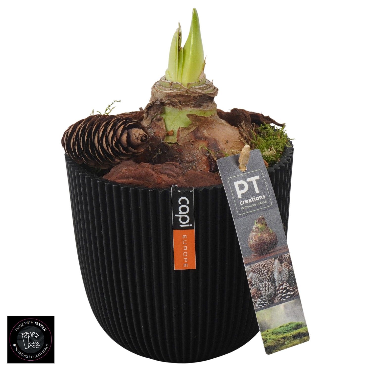 PTAA7564 Arrangement Amaryllis in capi pot, D 13 cm