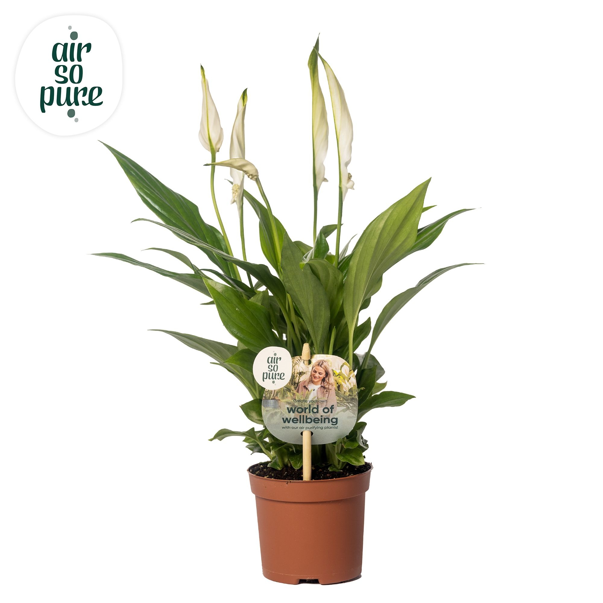 Spathiphyllum 9 cm Chopin Air so Pure - WOW etiket, D 9 cm
