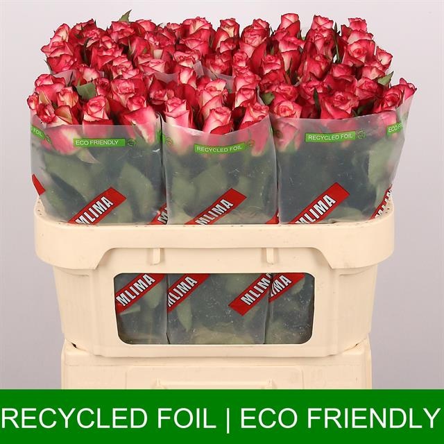 Роза од. Спарк Кондор 70, шт.