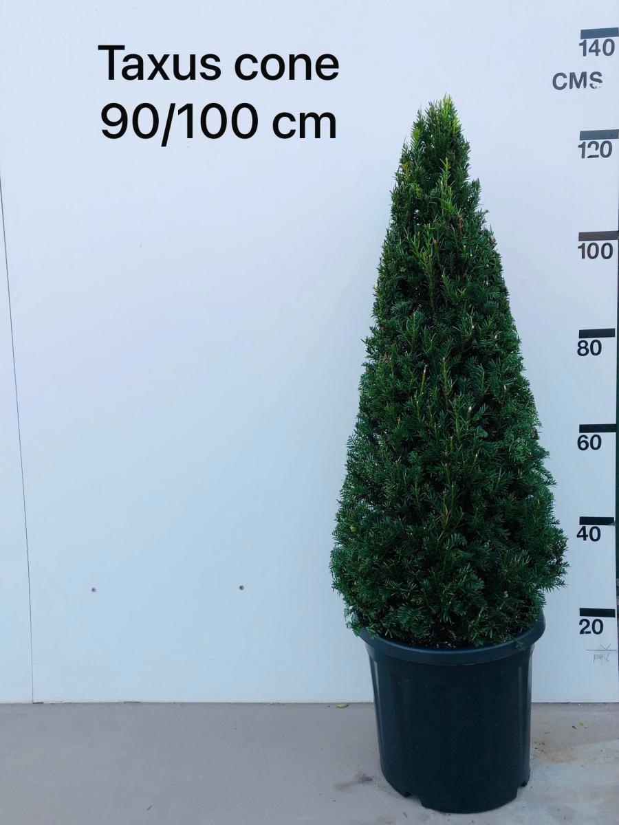 Taxus baccata, kegel, D 40