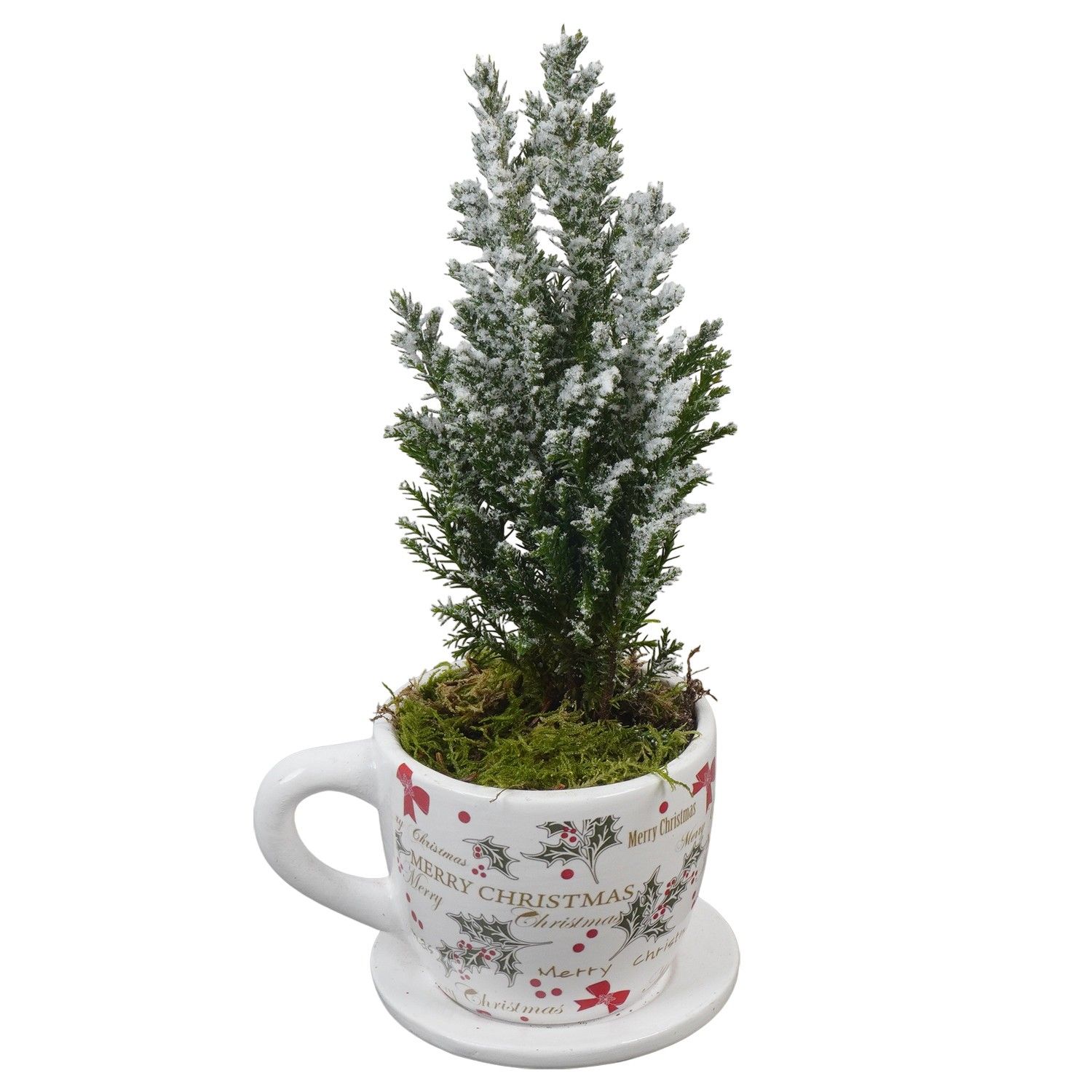 PTCHR7286 Arrangement Christmas Red in keramiek pot, D 8 cm