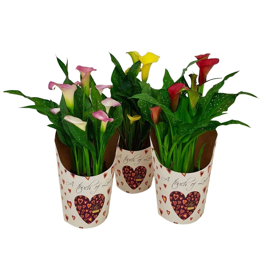 Zantedeschia Mix Potcover 'A Touch of Love', D 14