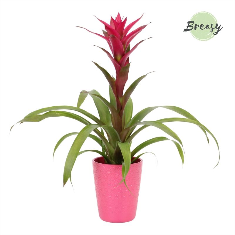 Guzmania Voila - 13cm in Florence | Mimesis, D 12