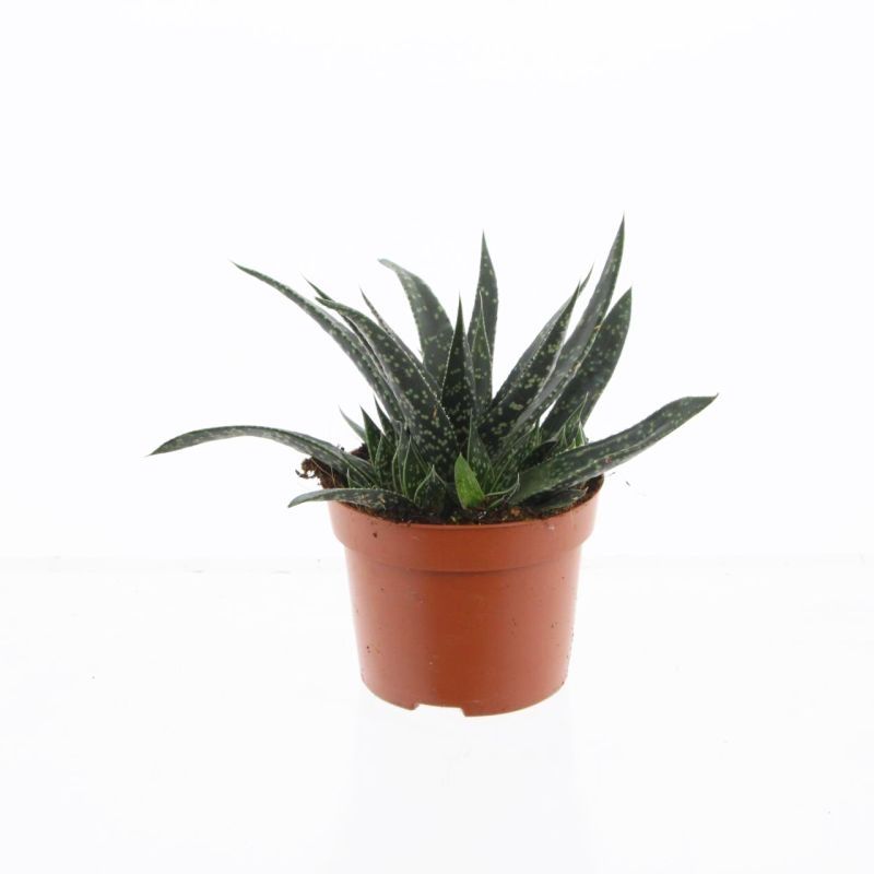 Gasteria Verrucosa, D 12
