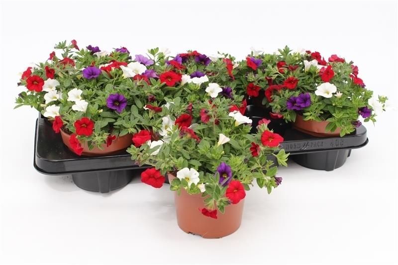 Calibrachoa "Café de Paris" Tricolor Red/Blue/White, D 13