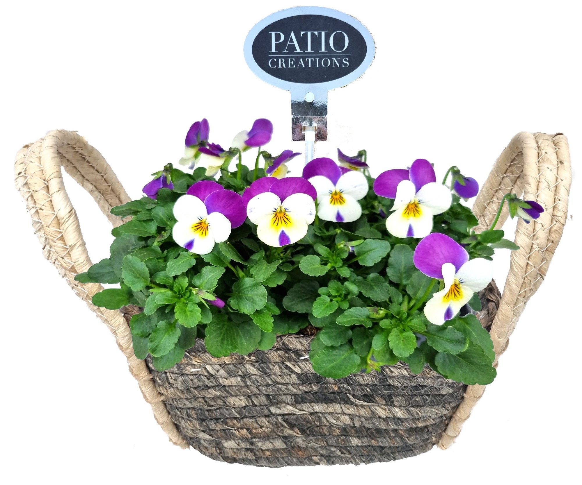 V778-9001 Viola Levi S, D 21 cm V778-9001 Viola Levi S, D 21 cm