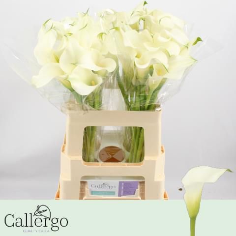 Калла Вайт Презент 55, шт.