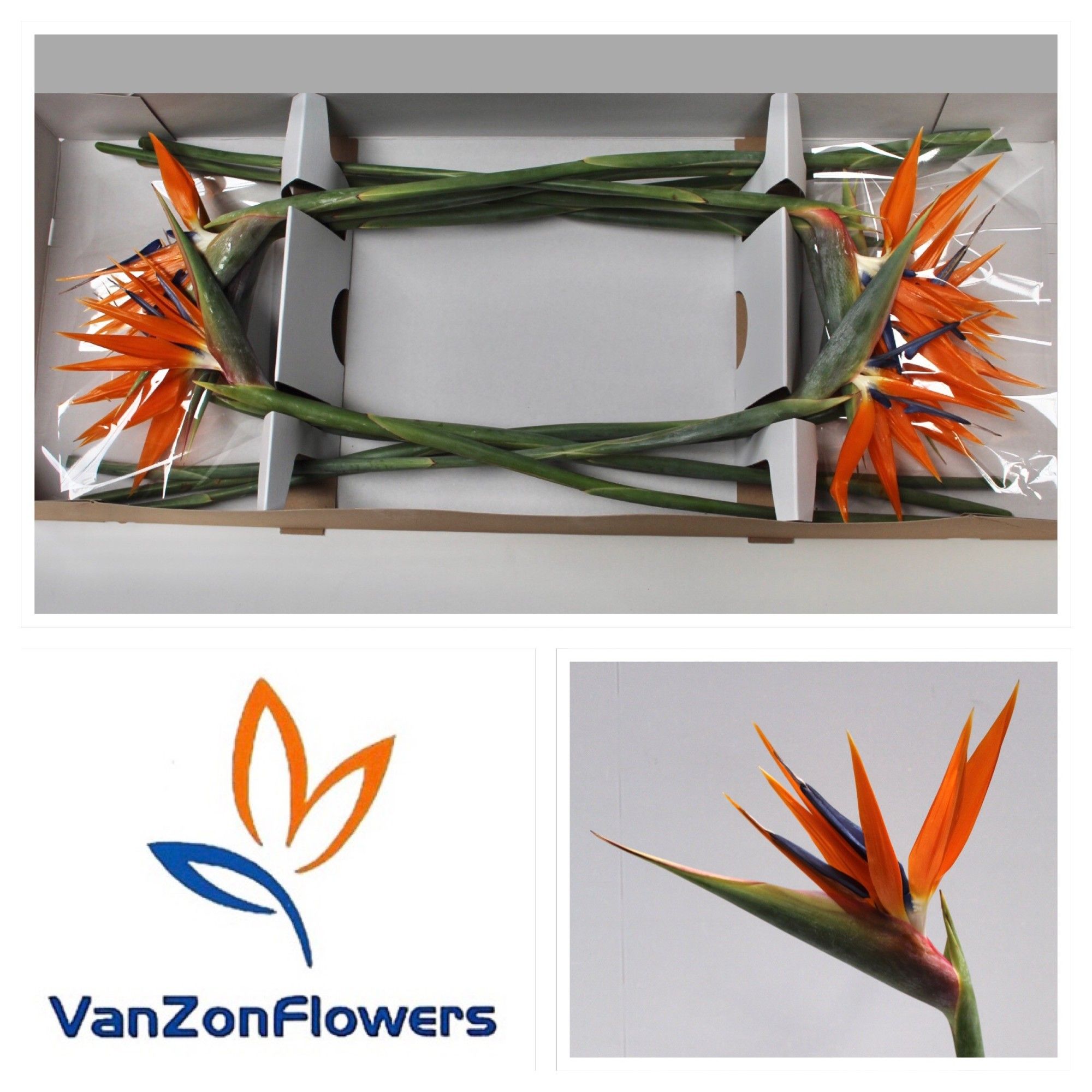 Стрелиция Регина Оранж (оранж.) x12, шт.