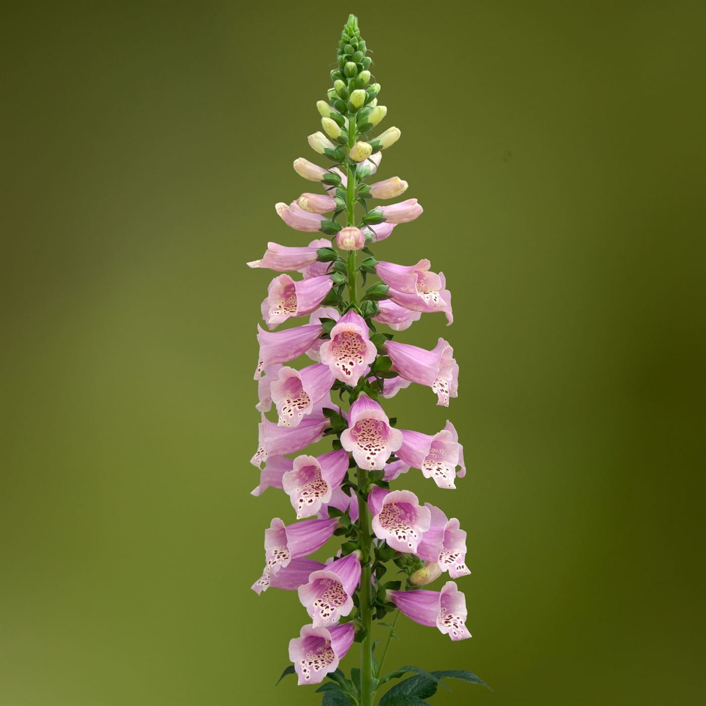 Digitalis purpurea Dottie Warm Rose, D 17