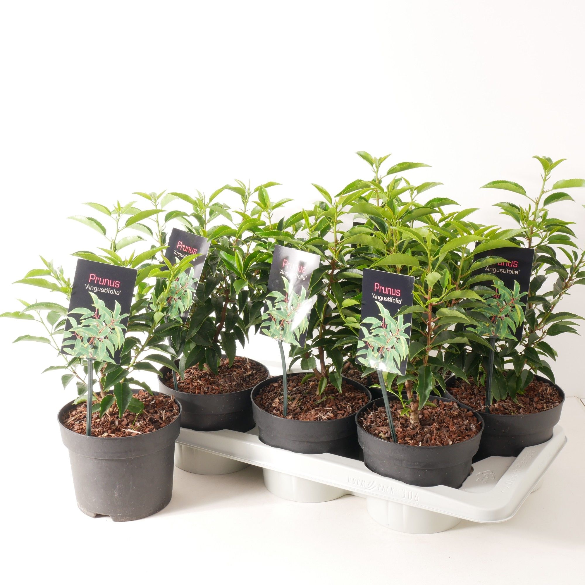 Prunus lusitanica 'Angustfolia' P17, D 17