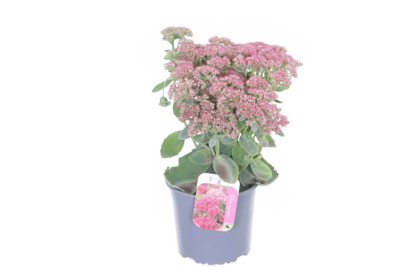 Sedum Herbstfreude, D 17 cm