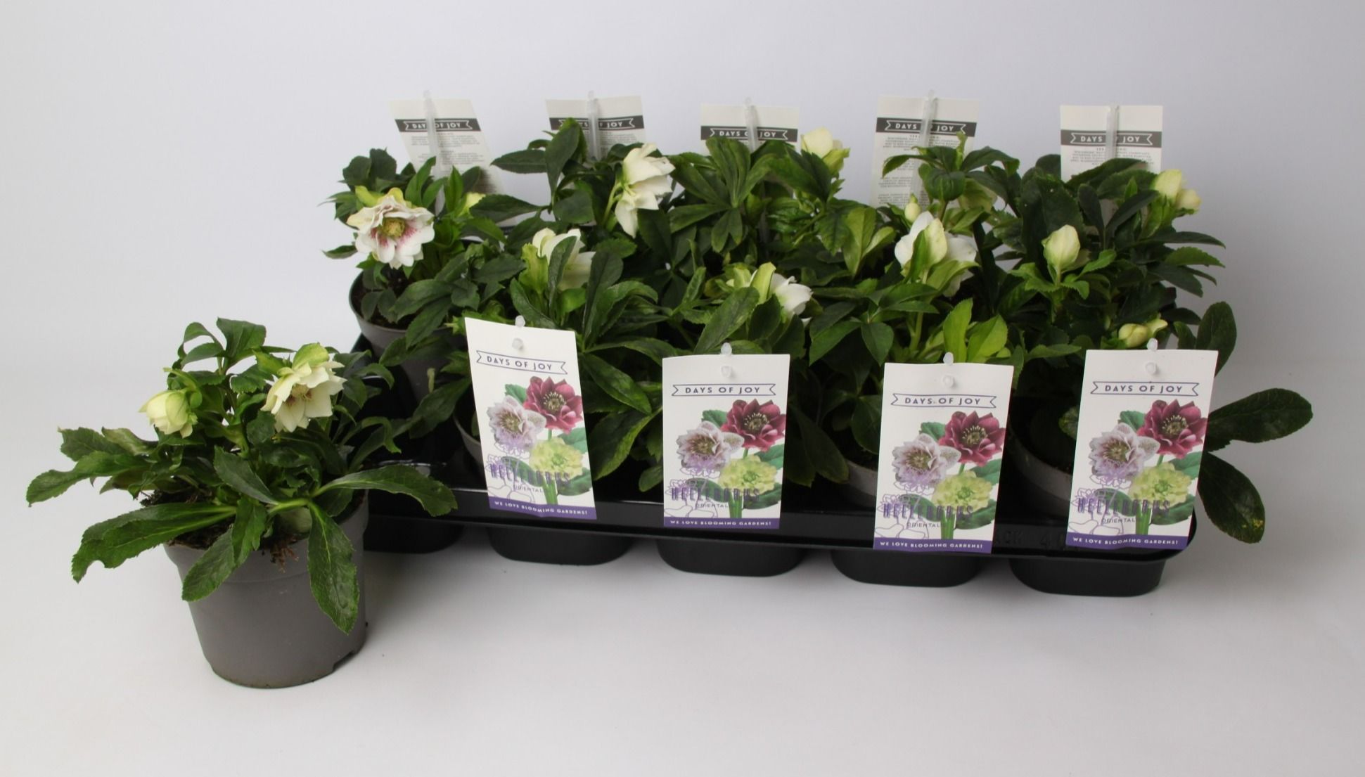 Helleborus orientalis 'White Spotted', D 12