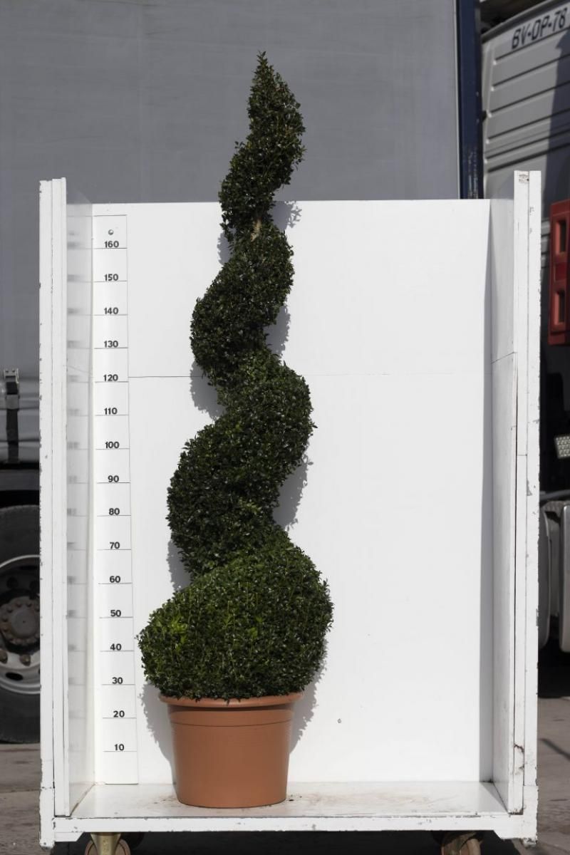 Buxus sempervirens, spiraal, D 49