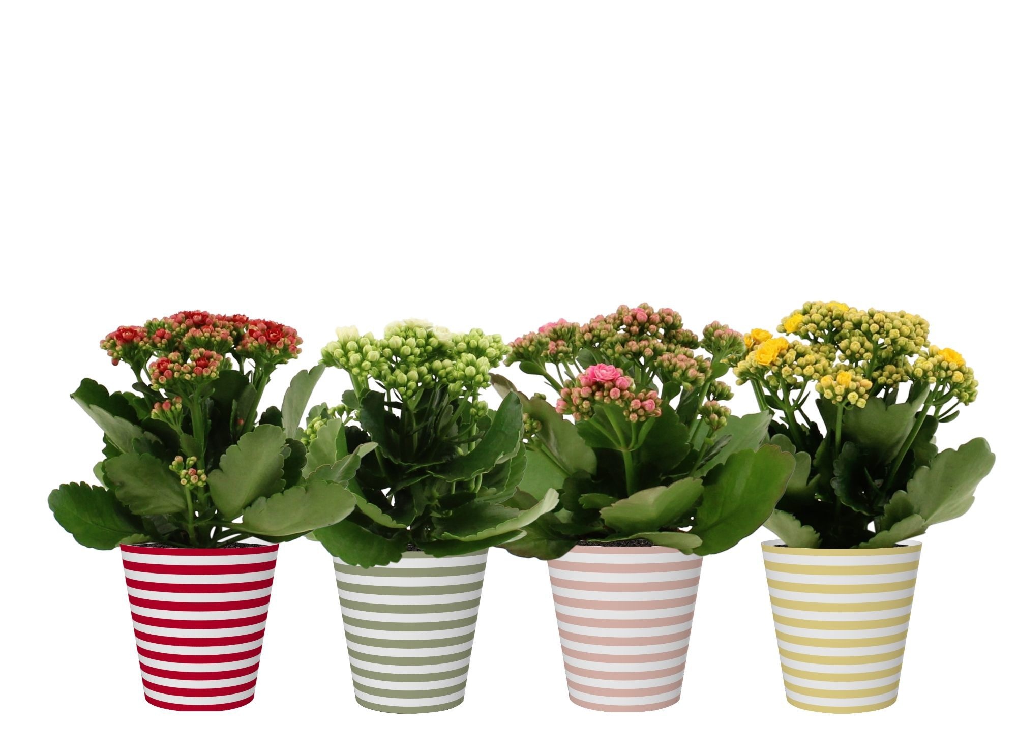 Kalanchoë 4 color mix in Vibe smartcup, D 12