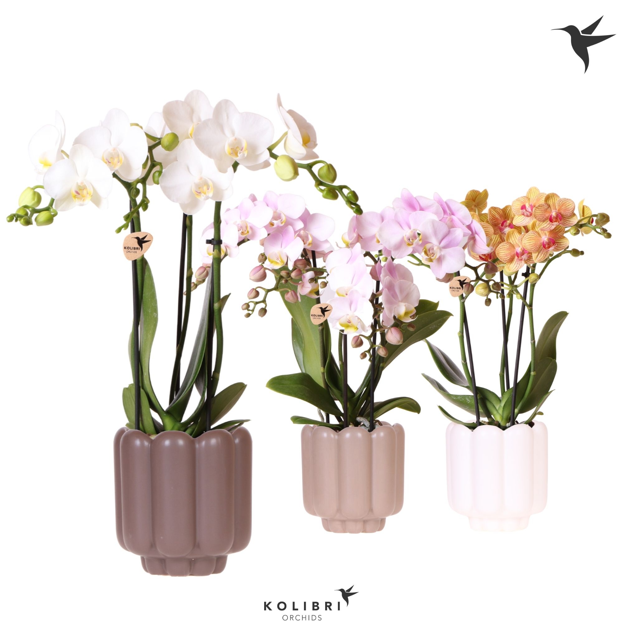 Kolibri Orchids Phalaenopsis mix 3 spike in Retro pot sand mix, D 9