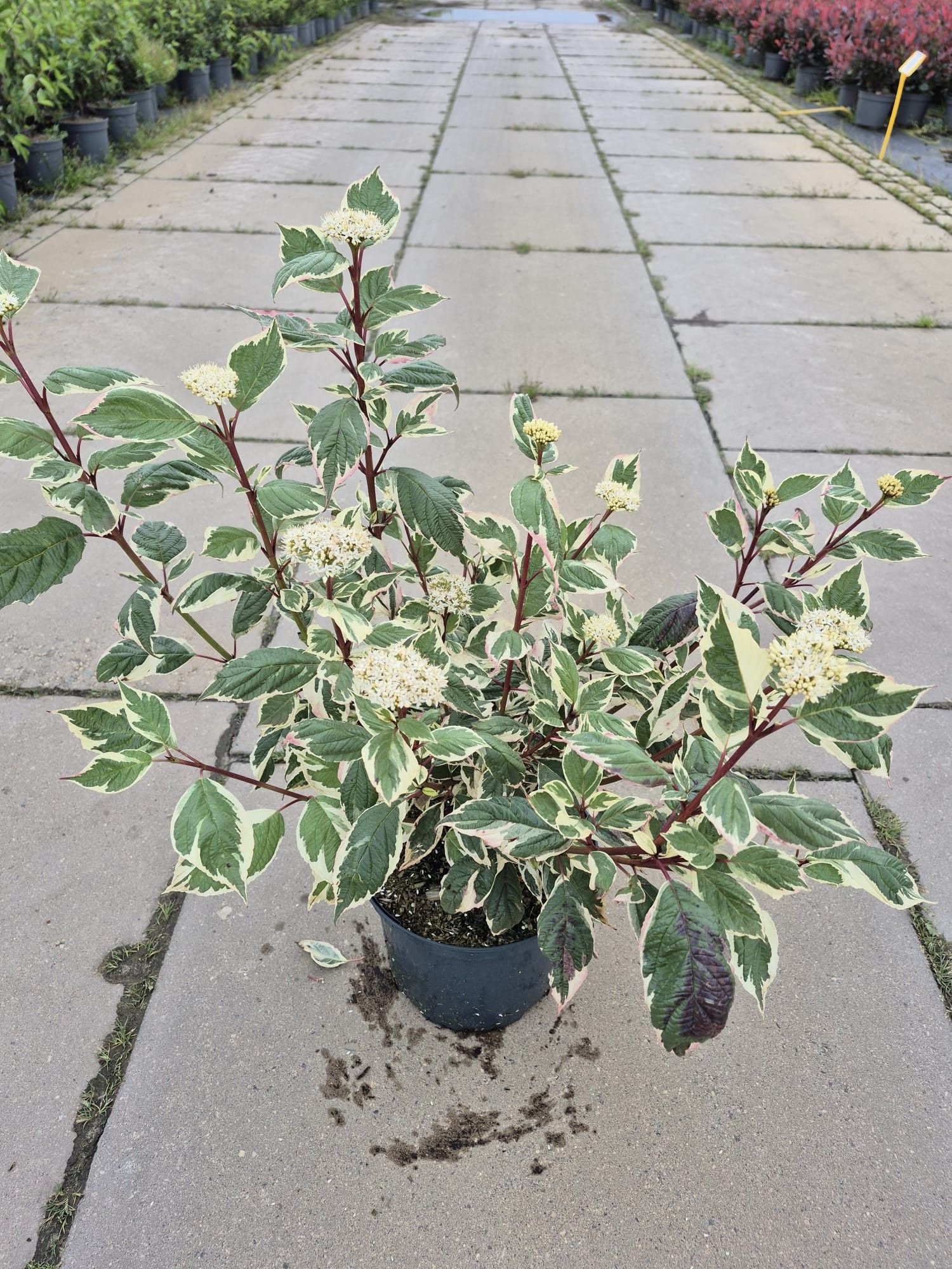 Cornus alba 'Sibirica Variegata', D 23