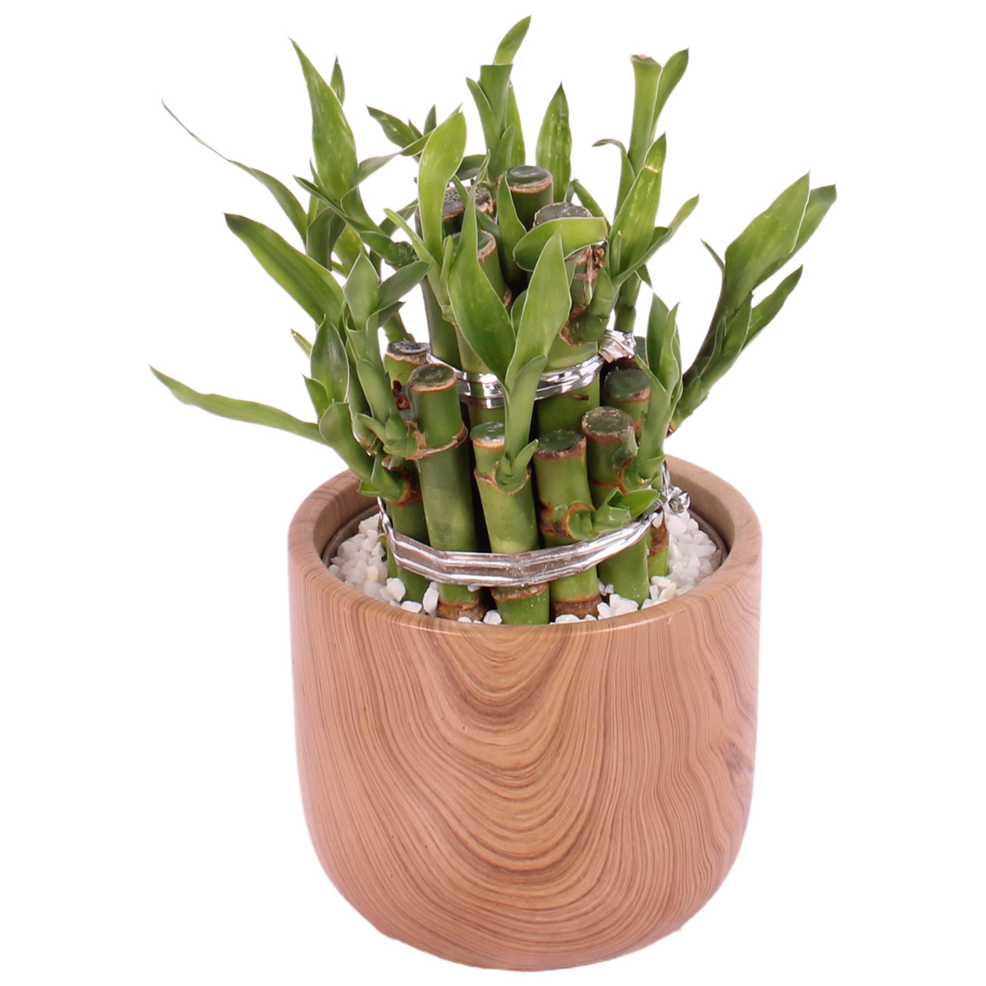 Lucky Bamboo Shape Round 2B Ø11cm Ceramic NT565, D 11
