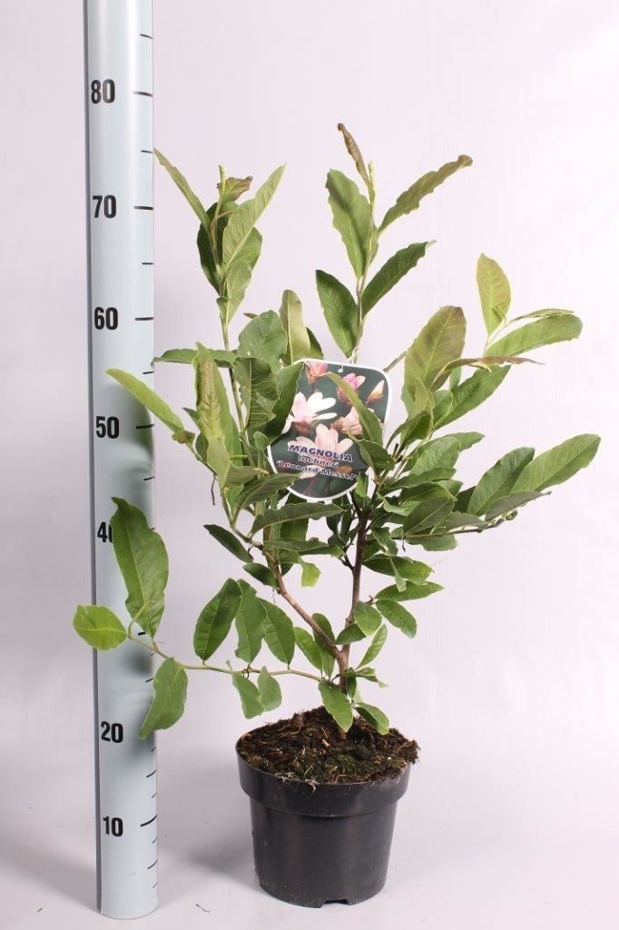Magnolia loebneri 'Leonard Messel', D 19 cm