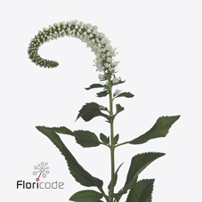 Вероника Скайлер Вайт 50 (бел.), шт.