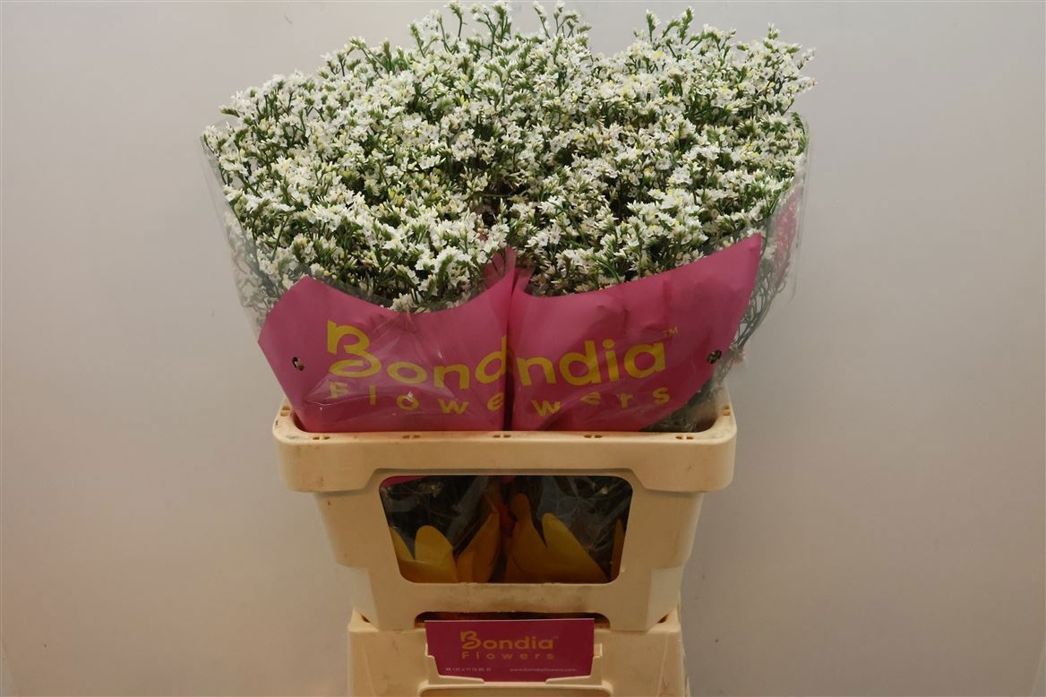 Лимониум Чайна Вайт 60 (бел.), шт.