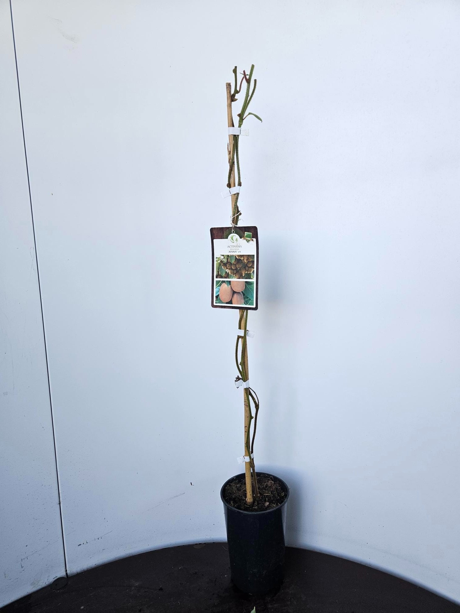 Actinidia deliciosa Jenny, D 13