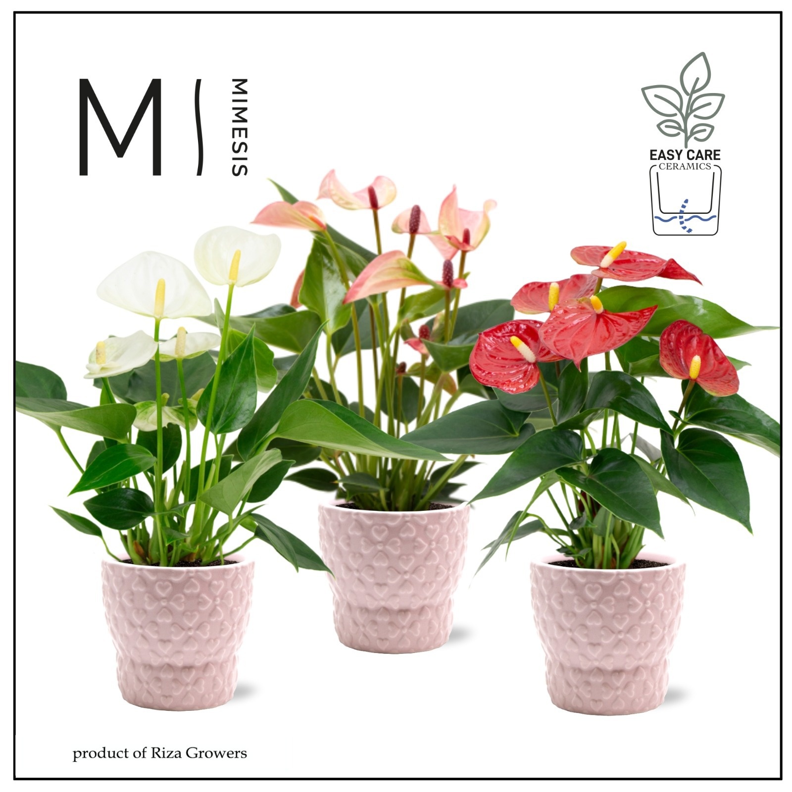 Mimesis Anthurium KARMA Valentine mix - 9cm cm Verona, D 12