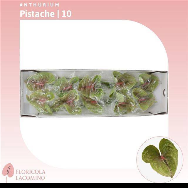 Антуриум Писташ, шт.
