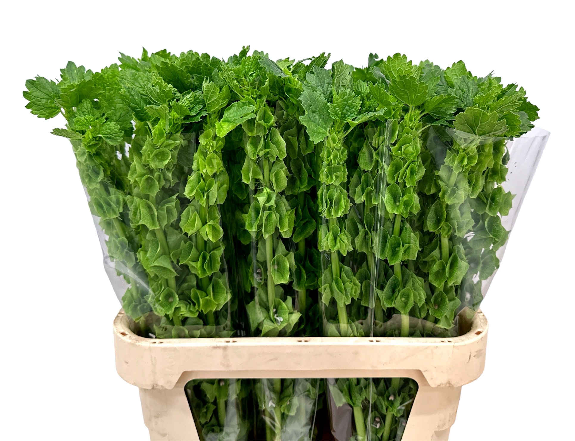 Молюцелла Овериг за стебель 85 (зел.), шт.