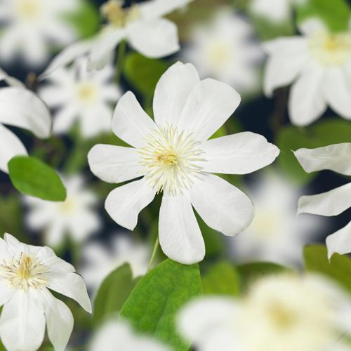 Clematis 'Wada's Primrose' +3.0 label, D 11