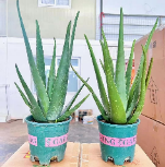 суккулент 0.5 галлон Куракао алоэ вера 14 40