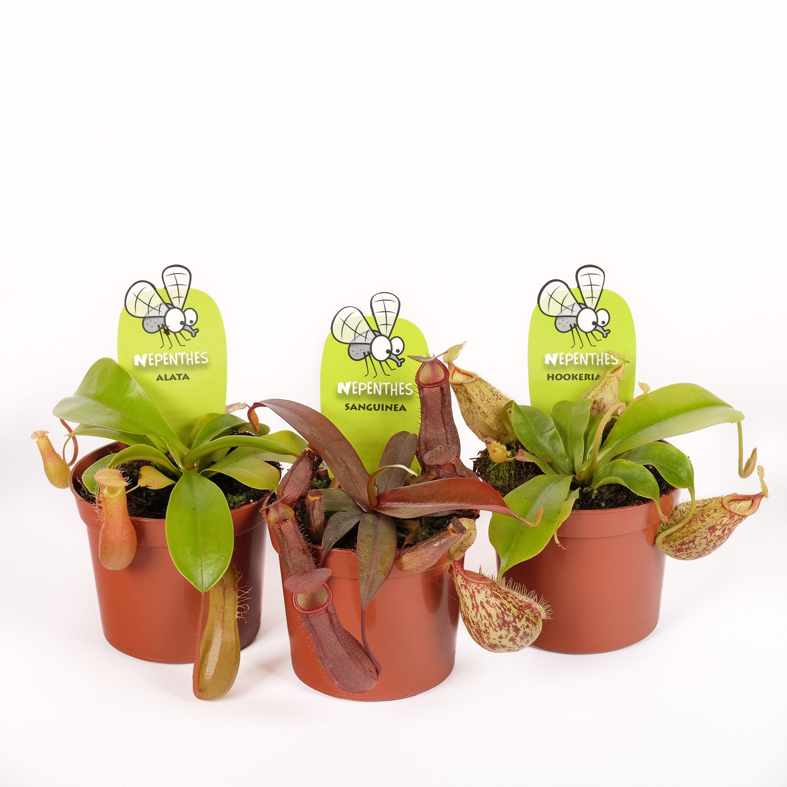 Nepenthes mix, D 8,5 cm Nepenthes mix, D 8,5 cm