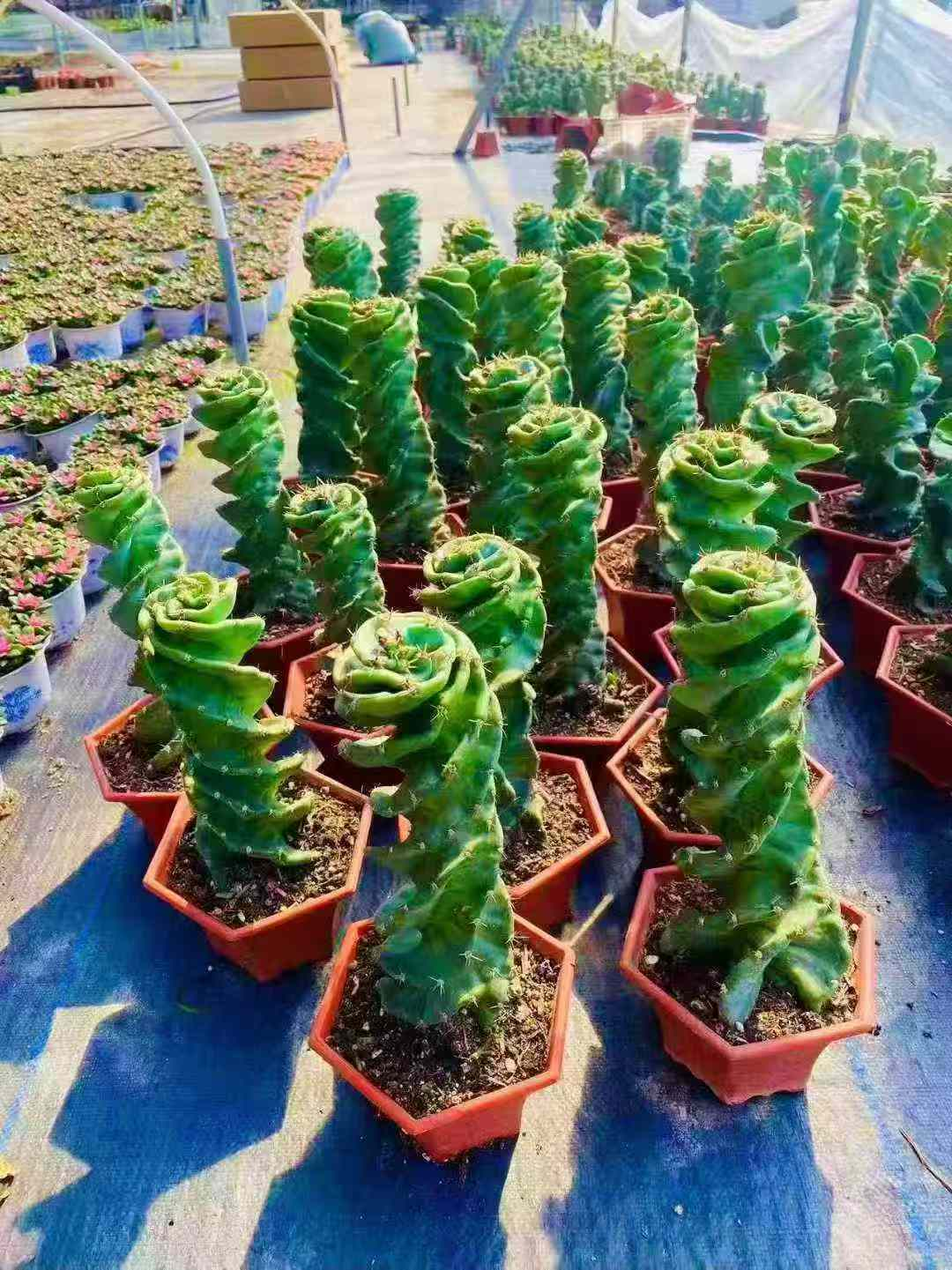 140 Хексагонал Пот Торнадо Кактус 14 33