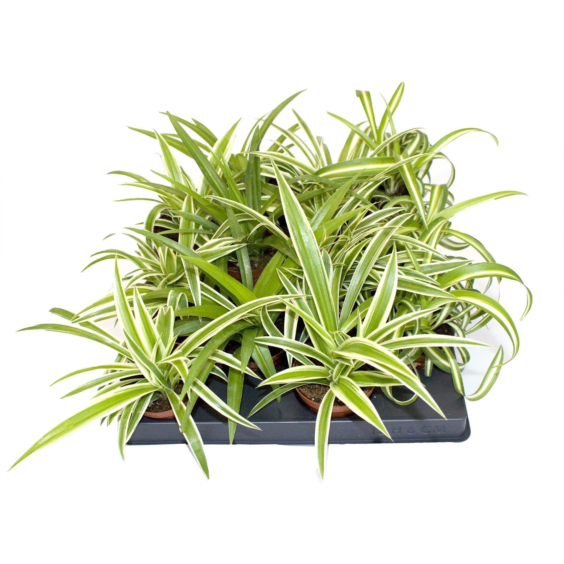 Chlorophytum Mix 2 sorts, D 6